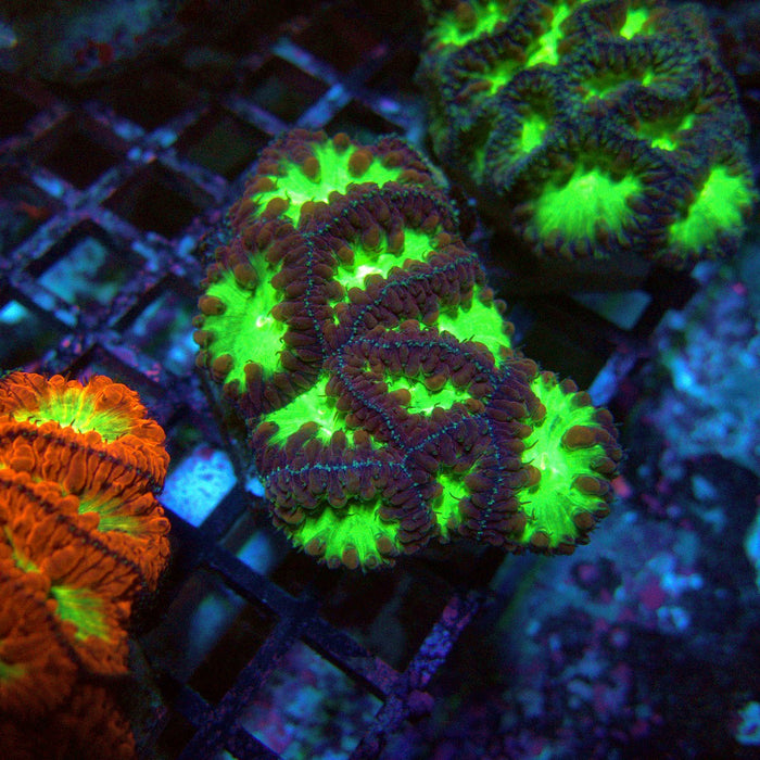 Blastomussa Wellsi Ultra Mini Colony