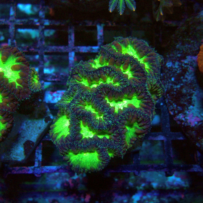 Blastomussa Wellsi Ultra Mini Colony