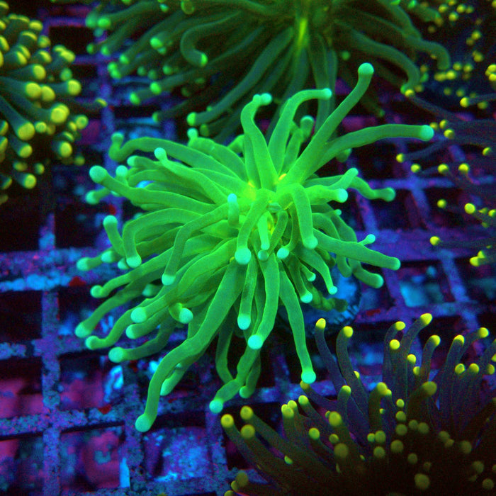 Green Torch Euphyllia