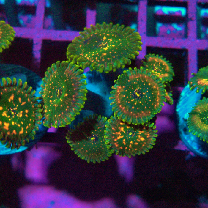 Ultra Zoas Frag