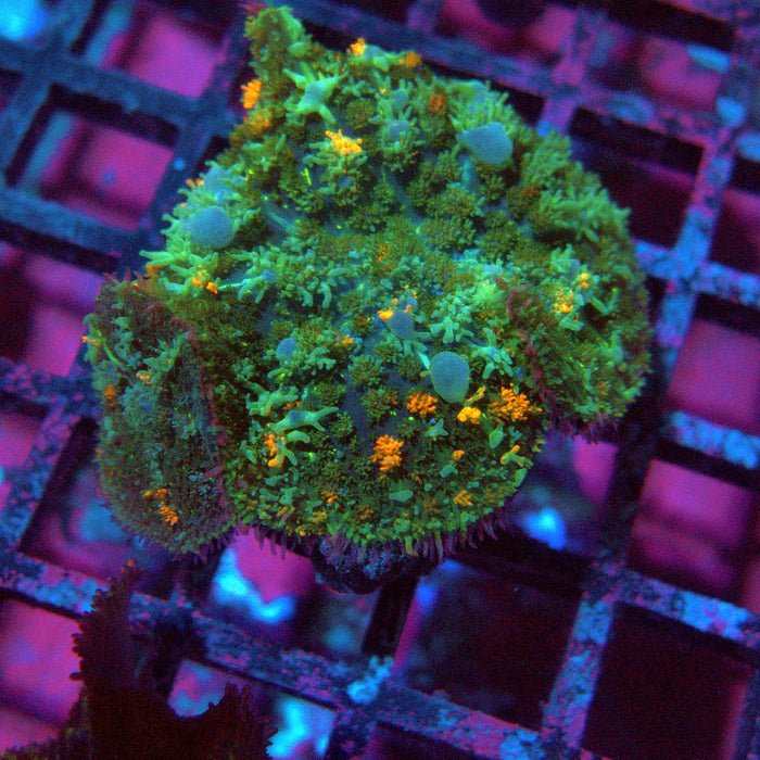 Rodactis Fuzzy Bubble Ultra