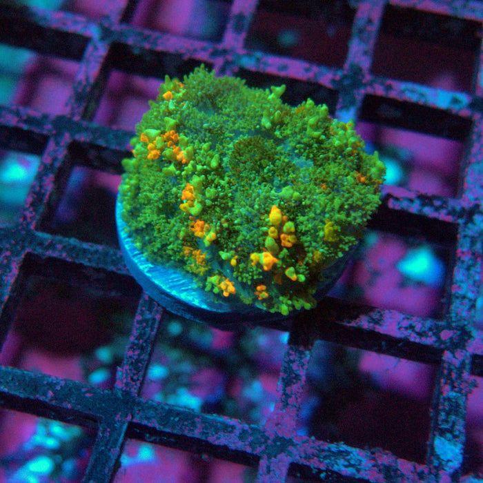 Rodactis Fuzzy Bubble Ultra