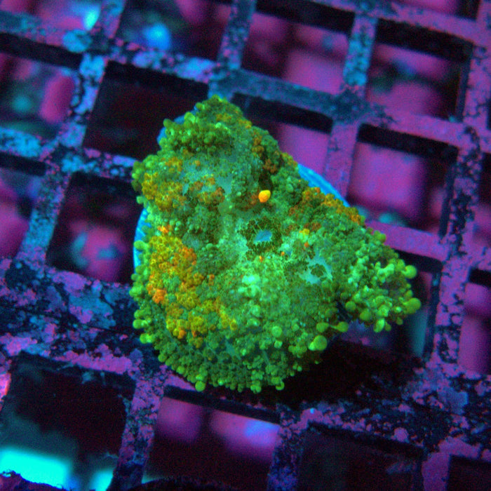 Rodactis Fuzzy Bubble Ultra