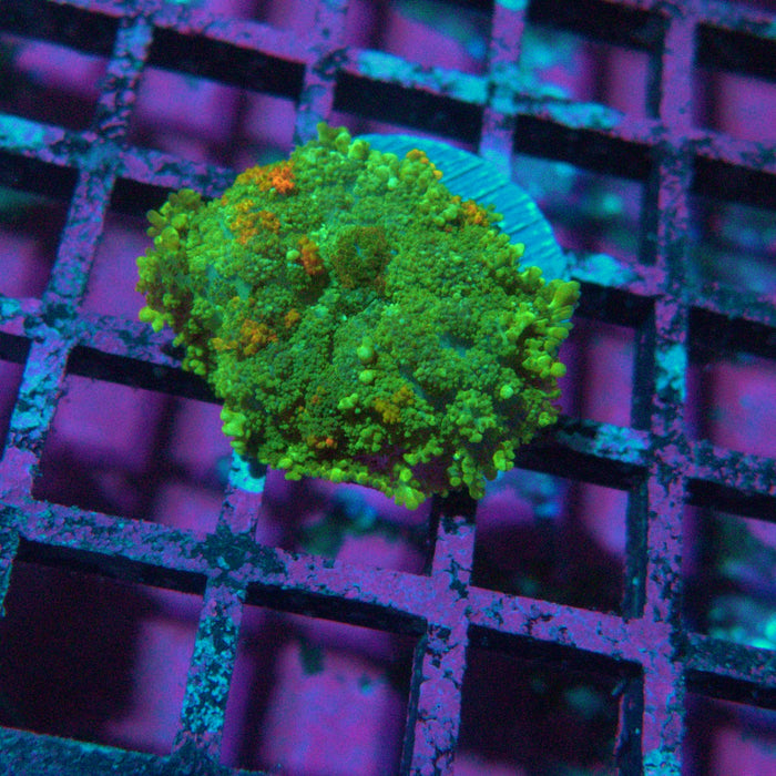 Rodactis Fuzzy Bubble Ultra