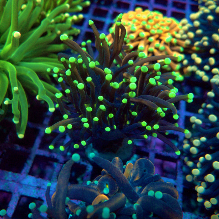 Gold-Black Torch Green Tips