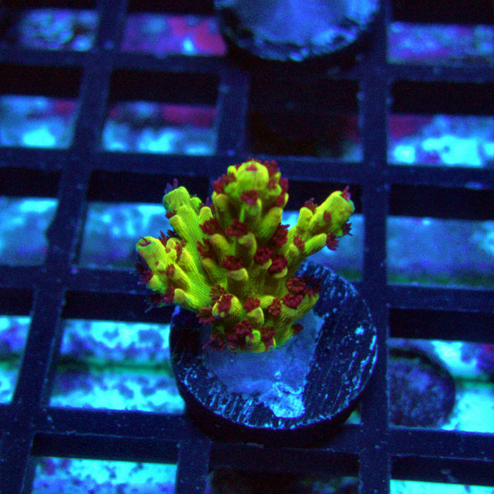 REx Xfinity Confetti Acro