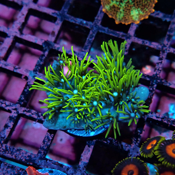 Green Star Polyp Coral