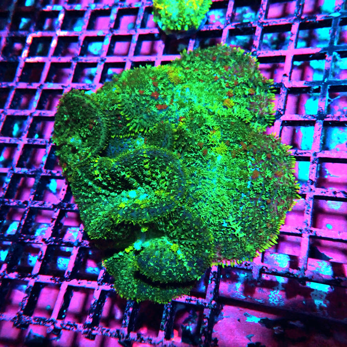 Mushrooms Colony