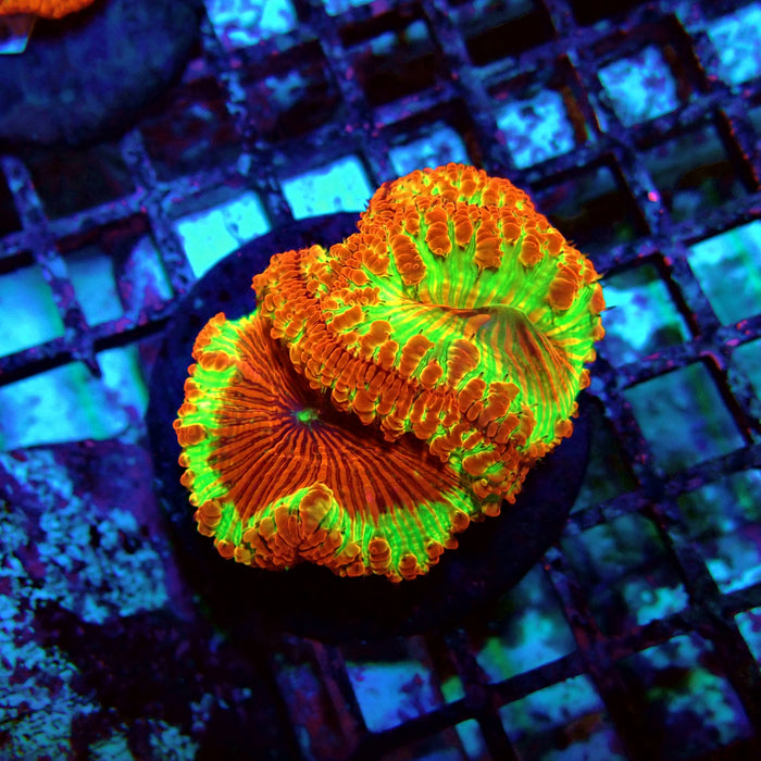 Blastomussa Premium Colony