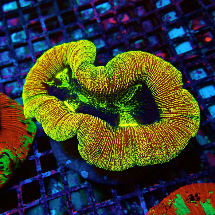 Trachyphyllia RARE