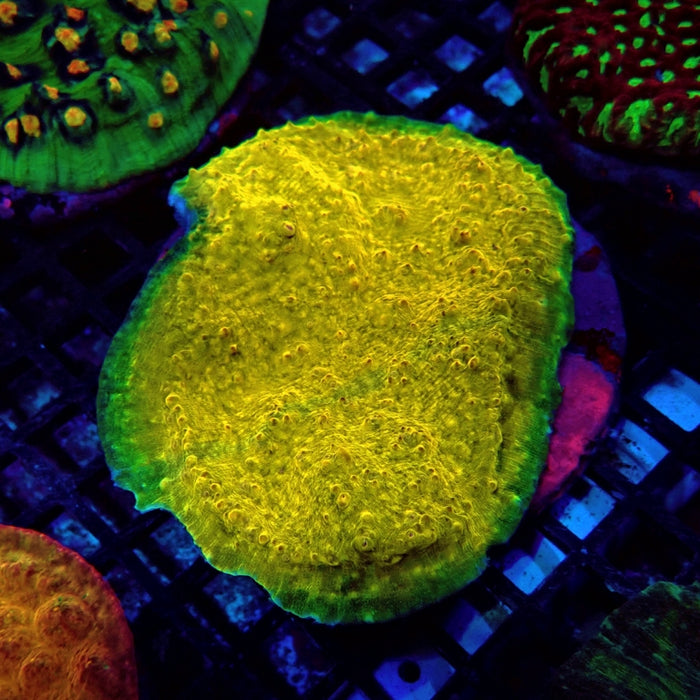 Echinophylia Chalice Corals Colony