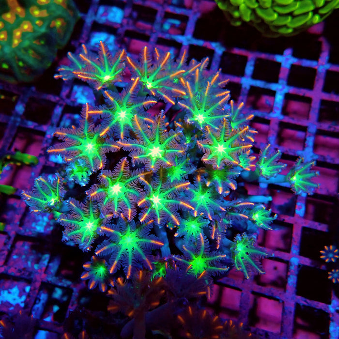 Clove Polyps Premium Colony