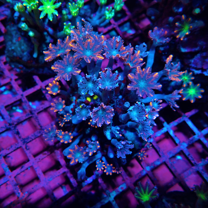 Clove Polyps Premium Colony