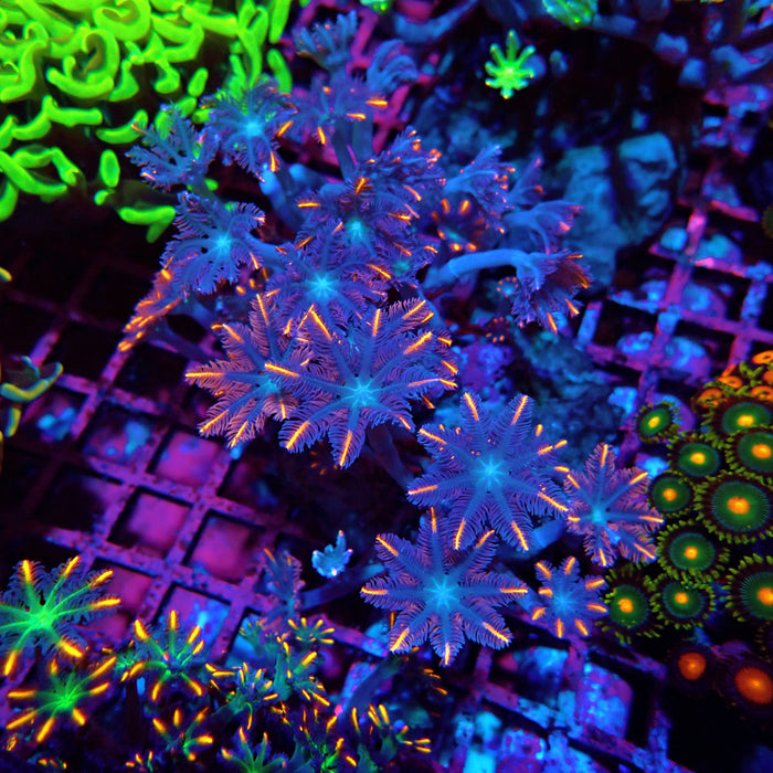 Clove Polyps Premium Colony