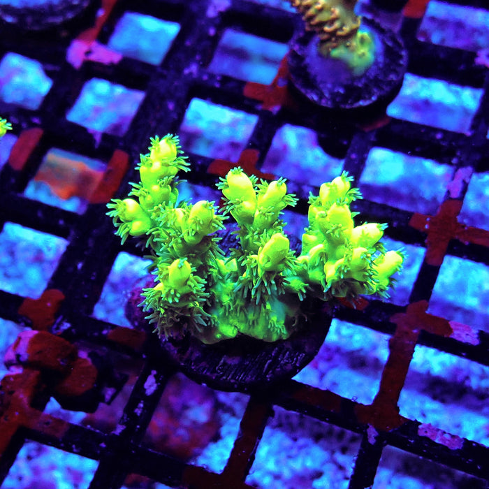 Speciosa Neon Green Acro