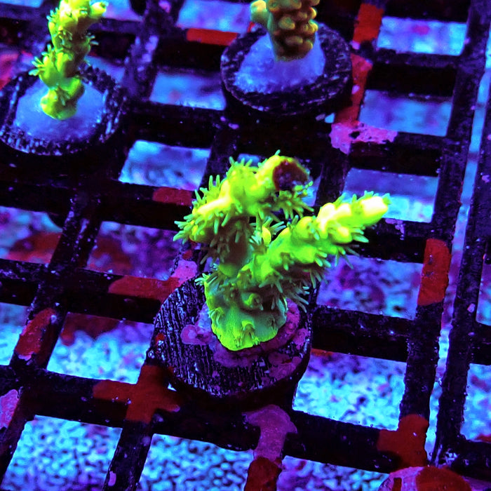 Speciosa Neon Green Acro