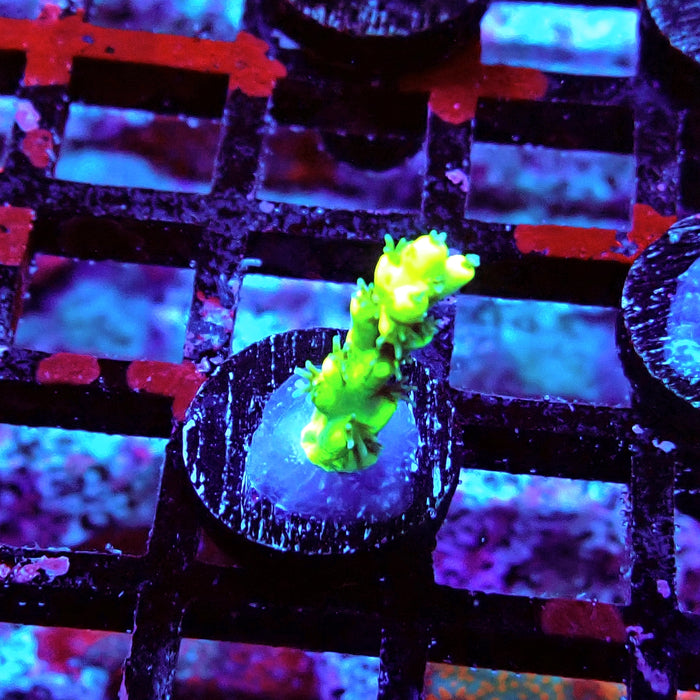 Speciosa Neon Green Acro