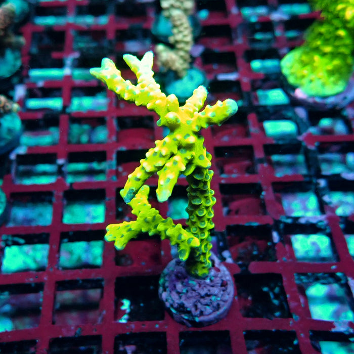 Anacropora Mustard