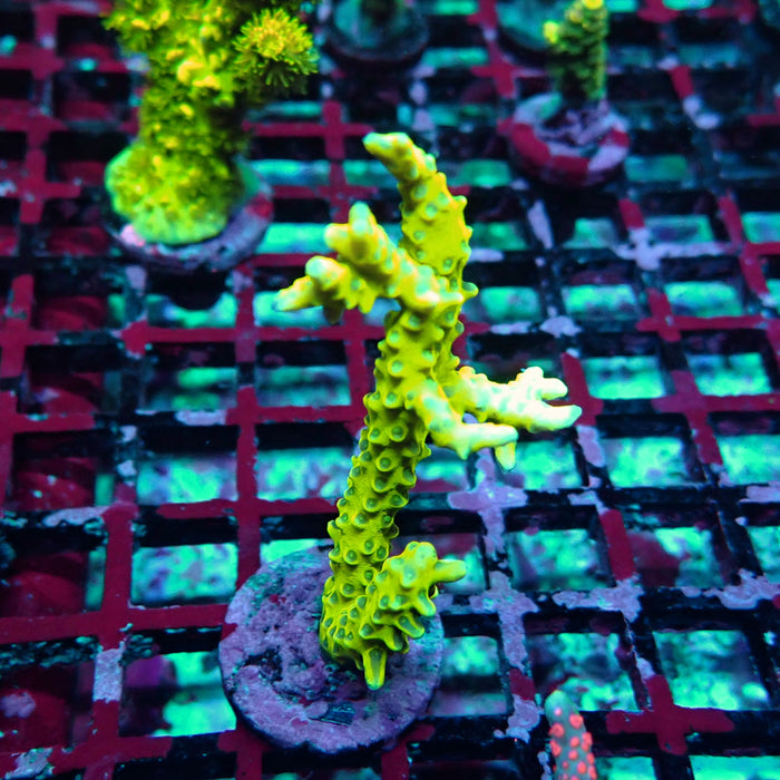 Anacropora Mustard
