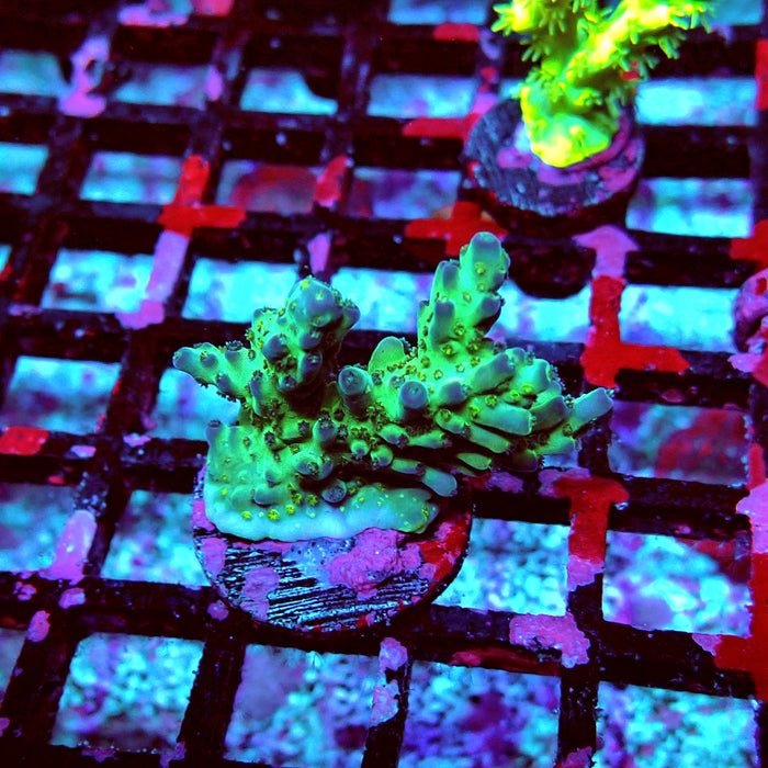 Acro Frag Ausse