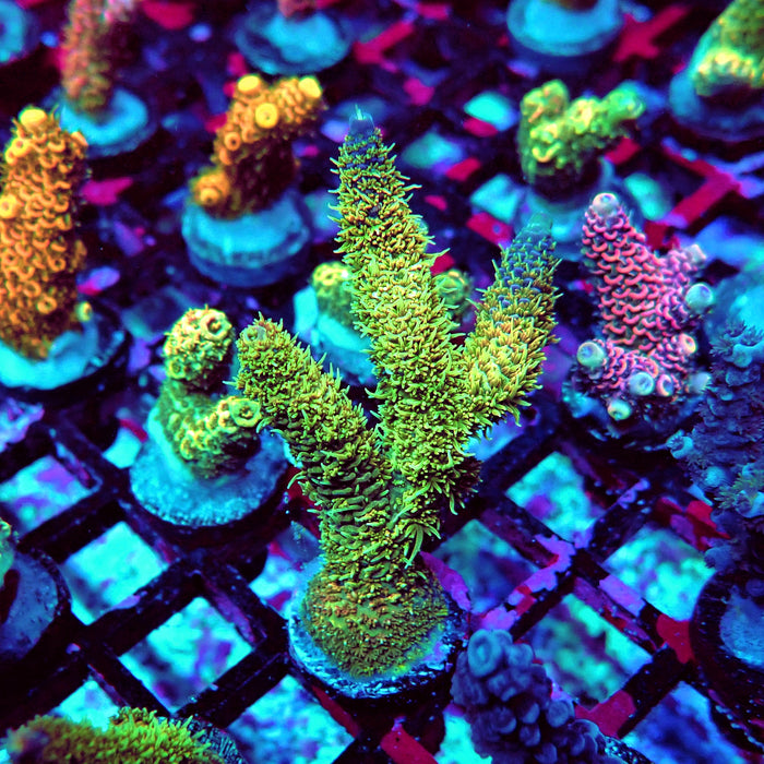 Millepora Blue Tips Acro