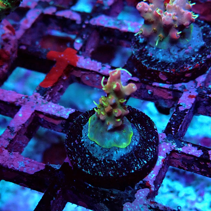 REx Rainbow Worms Acro