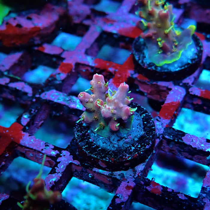 REx Rainbow Worms Acro