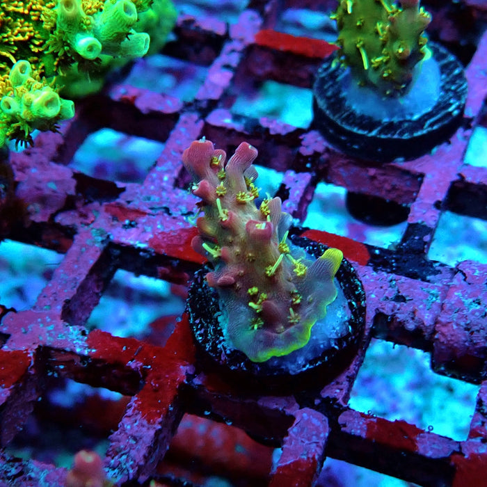 REx Rainbow Worms Acro