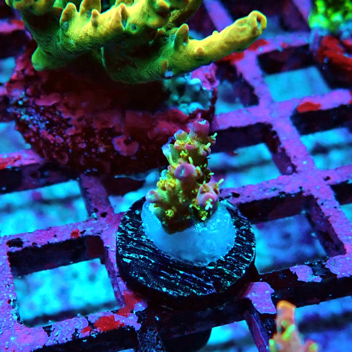 REx Rainbow Worms Acro