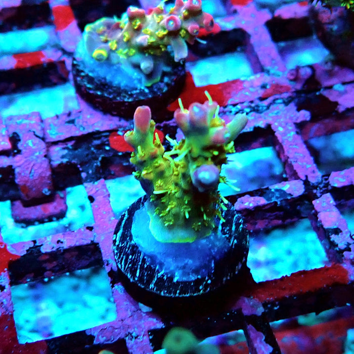 REx Rainbow Worms Acro