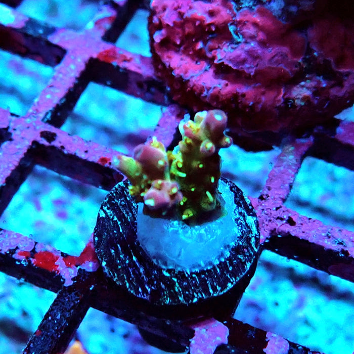 REx Rainbow Worms Acro
