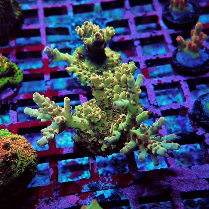 Acro Frag Aquaculture