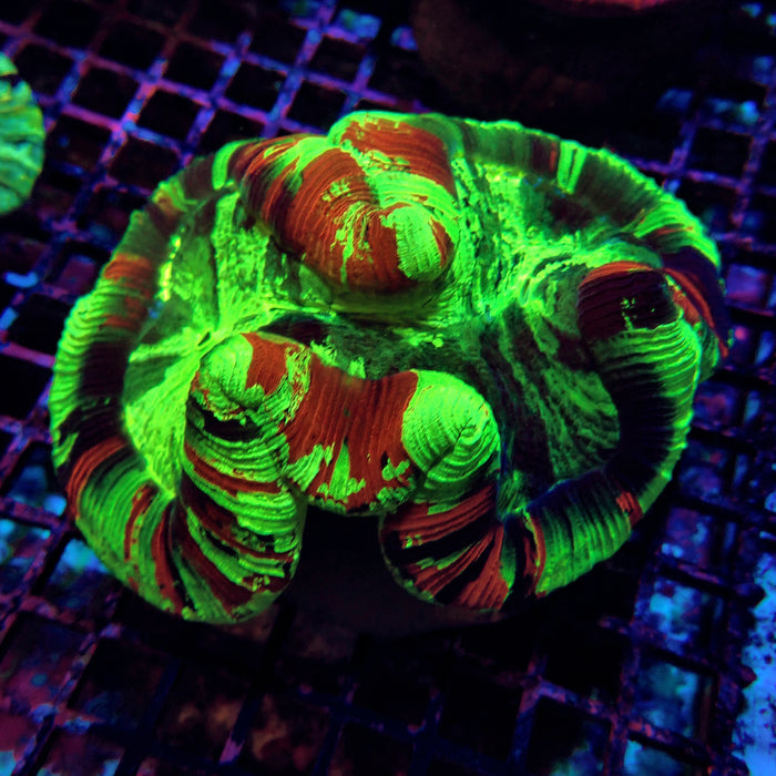 Trachyphyllia RARE