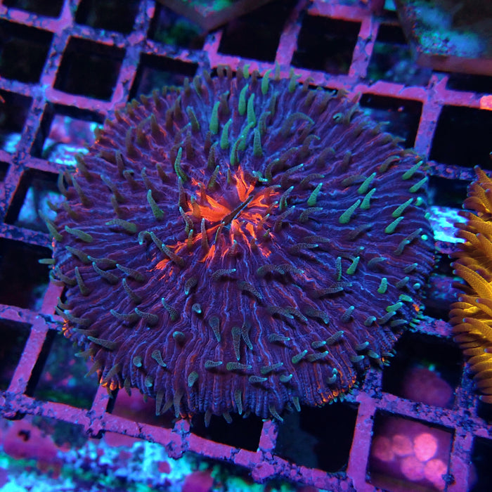 Plate Coral Fungia Ultra Premium