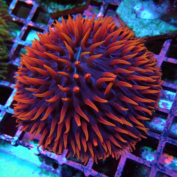 Plate Coral Fungia Rare Premium