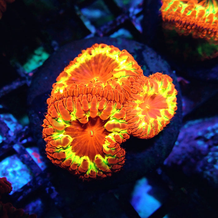 Blastomussa Premium Colony