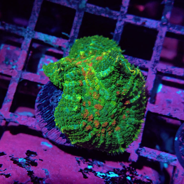 Rodactis Fuzzy Bubble