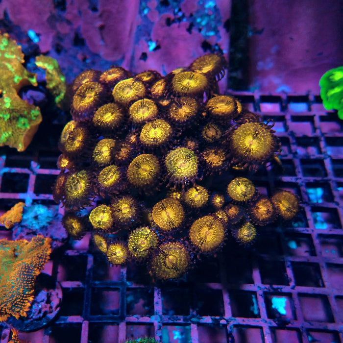 Zoas Colony