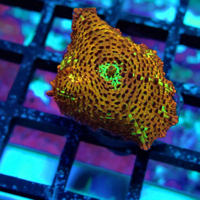 Premium Leopard Mushroom
