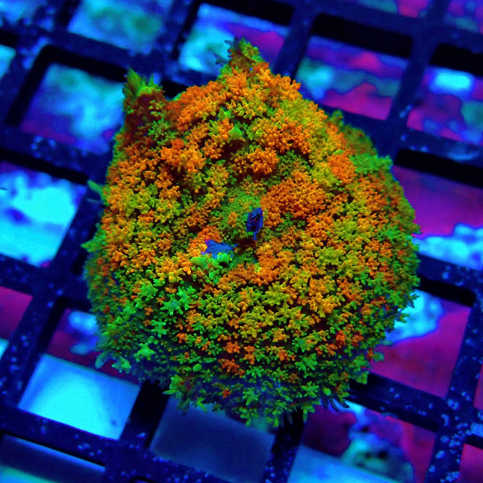 Bounce Mushroom Premium