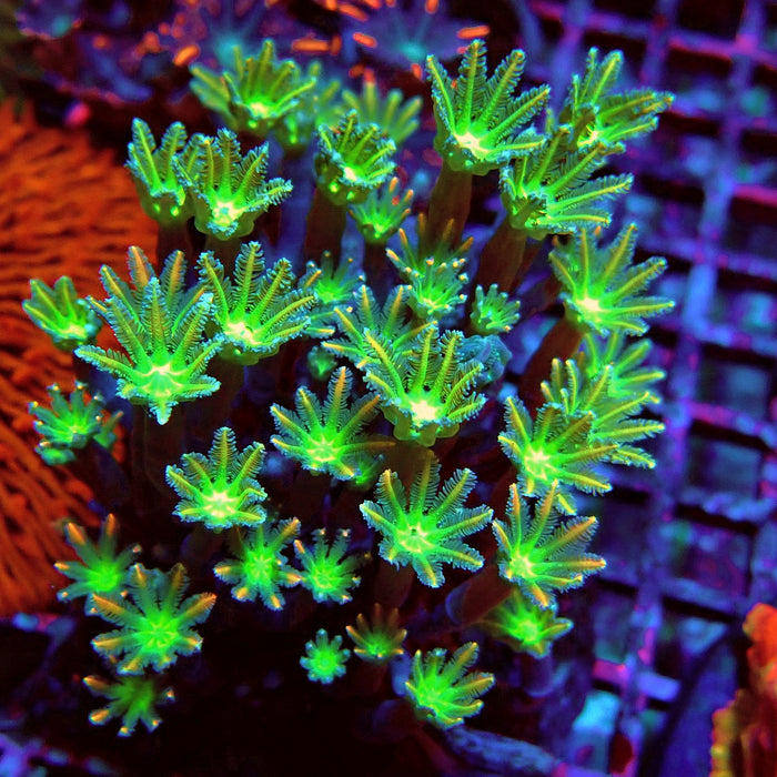 Clove Polyps Premium Colony