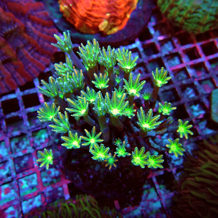 Clove Polyps Premium Colony