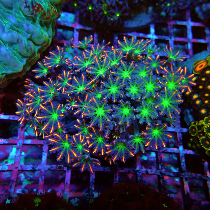 Clove Polyps Premium Colony