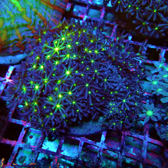 Clove Polyps Premium Colony