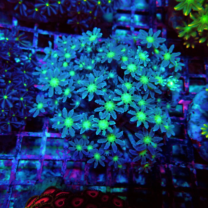 Clove Polyps Premium Colony