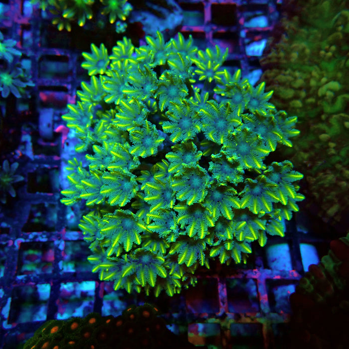 Clove Polyps Premium Colony