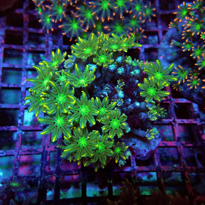 Clove Polyps Premium Colony