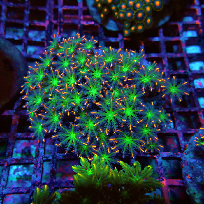 Clove Polyps Premium Colony