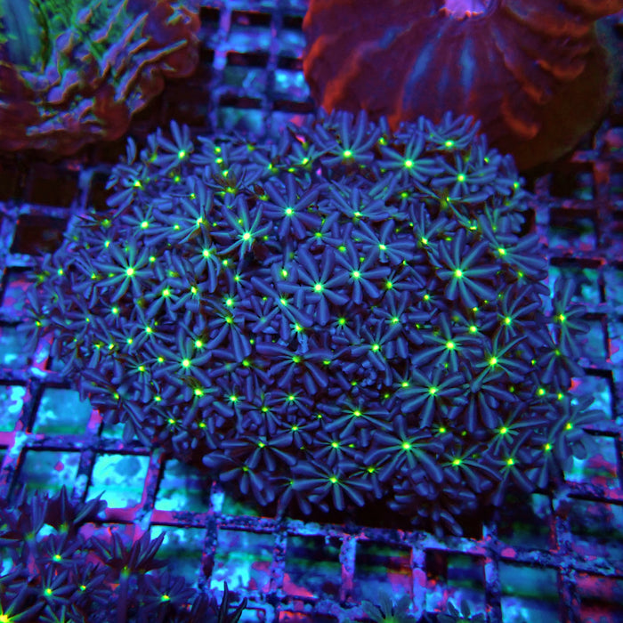 Clove Polyps Premium Colony