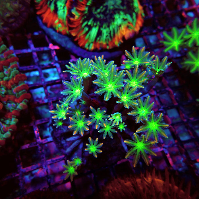 Clove Polyps Premium Colony